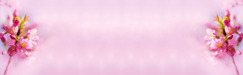 Fototapeta na wymiar Branch of Prunus Kanzan cherry. Pink double flowers and green leaves in the blue sky background, close up. Prunus serrulata, flowering tree, called as Kwanzan, Sekiyama cherry, Japanese cherry, Sakura
