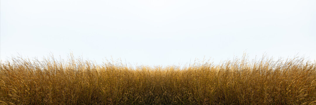 Tall Yellow Wild Grass Against An Isolated White Sky ,background.