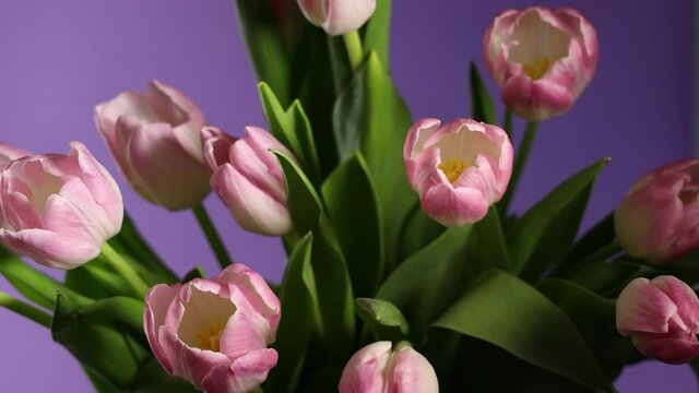 Bouquet of pink tulips rotating in circle on violet background