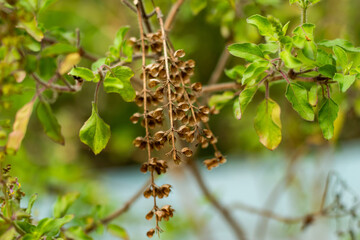 Holy basil or Ocimum tenuiflorum and also called Tulsi or Tulasi