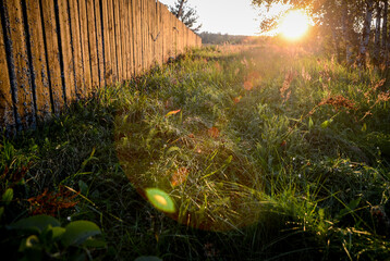 Sun rays and grass
