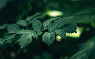 detailed and marco photo of a green leaf. the beauty of nature. plant. forest.
