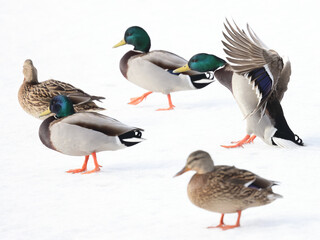 Mallards