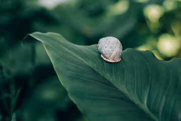 little snail sitting on a big green leaf in the forest. beauty and charm of the world