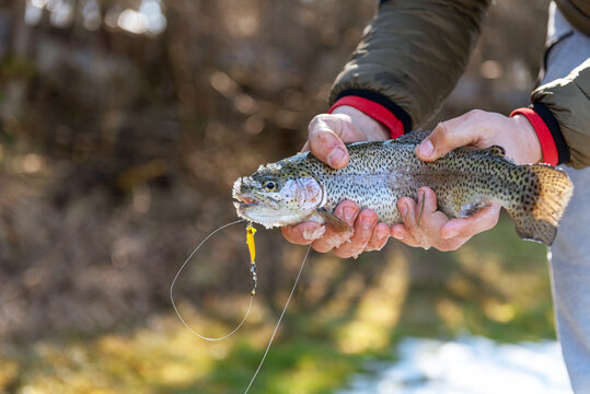 Catch of a rainbow trout by a fly fisherman in the river.