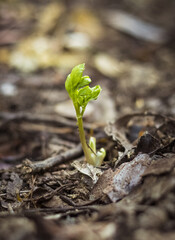a small green sprout of a plant sprouting from the ground. macro and detailed photo. concept of earth fertility