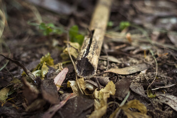 land in the forest. leaves and twigs on the ground. the land is fertile and rich