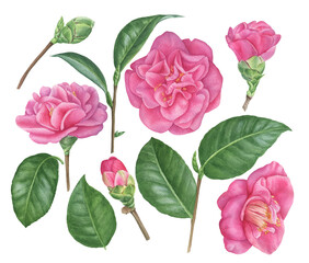 Watercolor illustration of camellia flowers, buds and leaves. Floral design elements set.
