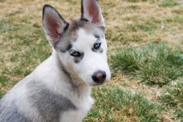 Siberian husky puppy Sitting outside