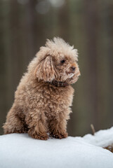toy-an apricot-colored poodle sits in the snow in the forest and looks into the distance.