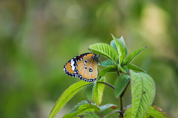 A Plain Tiger butterfly on a green leaf