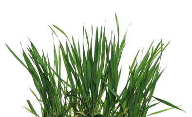 Green young wheat isolated on white background, with clipping path