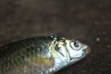 fish on the hook