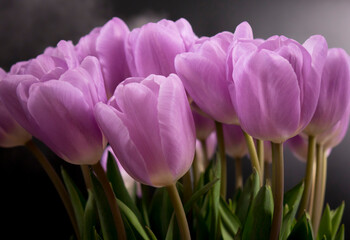 Fototapeta premium A bouquet of purple tulips on a black background.