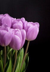 A bouquet of purple tulips on a black background.