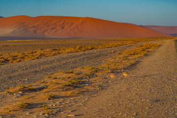 Rueppell's korhaan at the road to Sossusvlei at the morning time, Namib desert, Namibia