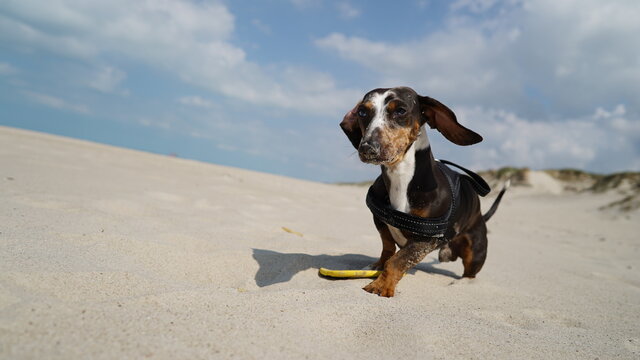 Tigerdackel mit blauen Augen am Strand
