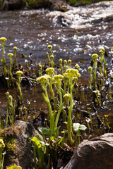 Fototapeta na wymiar Blooming butterbur in a shallow river, the rays of the sun are reflected in the water and shine
