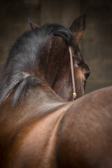 Pferdeportrait vor dunklem Hintergrund