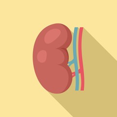 Kidney icon, flat style
