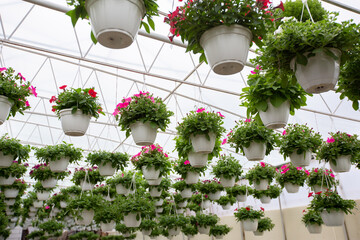 Gardening, planting, eco hothouse, botanical and blooming farm inside at spring and summer