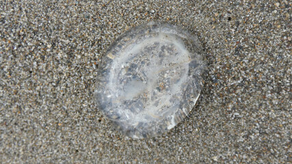 Jellyfish on Sand
