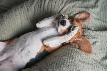 a beagle dog lying on a pillow, rubs its muzzle with its paws, funny muzzle, big ears.