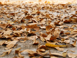 dried brown leaf autumn leaves background