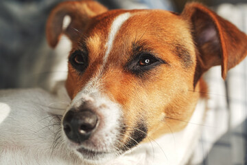 Jack Russell terrier dog, detail on head, shallow depth of field photo