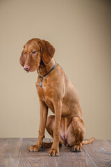 Hungarian vizsla dog in the studio