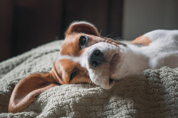 beagle dog lying on a pillow, sleeping, sad, funny face, big ears.