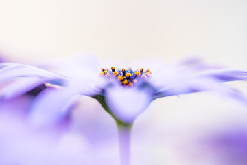 Macro photo of flowers, purple daisy  with water drop 