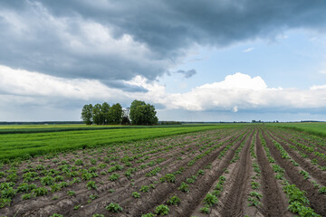 Dratów. Okolice cerkwi. Powiat Łęczyński © Tomasz