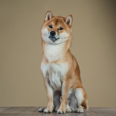 Shiba Inu dog in the studio