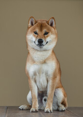 Shiba Inu dog in the studio