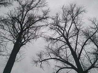 silhouette of trees in winter