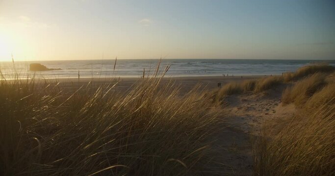 Lyme grass moving in wind, sand dunes at North Cornish Coast, Perran