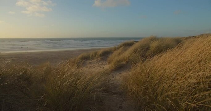 Sand dunes with lyme grass on windy day at Perran Sands, golden light