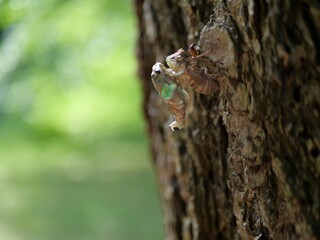 A cicada molts while holding onto tree bark with a green blurry background