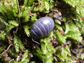 A blue-gray isopod crawls through some moss