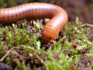 Close up photo of the eye's on a red millipede in moss