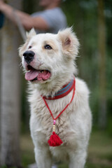 Beautiful cute alabai in the summer forest, close-up.
