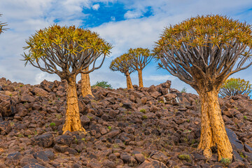 Naklejka premium Quiver trees in warm light, background blue sky with beautiful clouds at Keetmanshoop