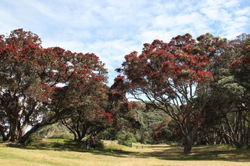 People admiring huge red blooming New Zealand Christmas trees (Metrosideros excelsa, pōhutukawa) on a sunny day at Wenderholm Park, nicely clipped lawns and picnic tables thrown in, New Zealand