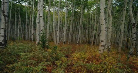 Aerial, birch trees in autumn