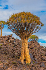 Naklejka premium Quiver trees in warm light, background blue sky with beautiful clouds at Keetmanshoop, vertical
