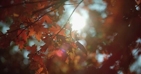 Low angle, fall foliage in rural countryside - Powered by Adobe