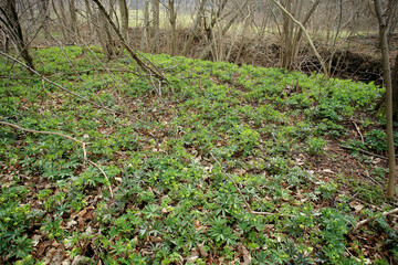 Green hellebore in the spring forest in the Kaczawskie Mountains (Lower Silesia, Poland)
