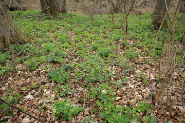Green hellebore in the spring forest in the Kaczawskie Mountains (Lower Silesia, Poland)
