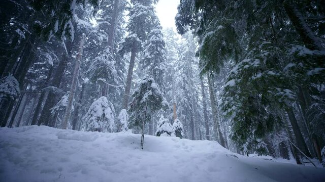 Remote Oregon woods in winter, low angle